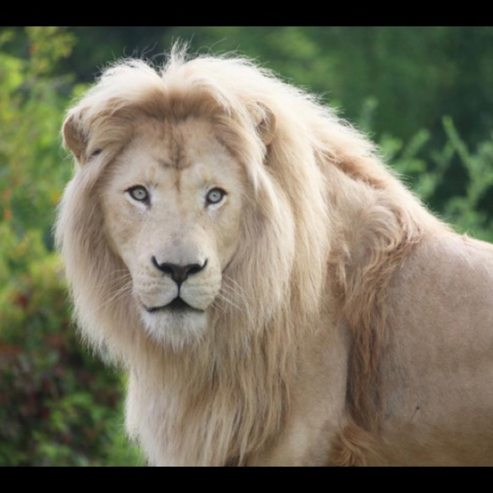 Meet your Posher, Adrian